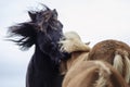 Beautiful Icelandic horses in Iceland, outside, strong wind Royalty Free Stock Photo