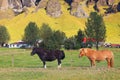 Beautiful icelandic horses on the meadow. Royalty Free Stock Photo