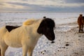 Beautiful Icelandic horses in a snowy meadow in Iceland on a beautiful sunrise. Royalty Free Stock Photo
