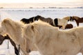 Beautiful Icelandic horses in a snowy meadow in Iceland on a beautiful sunrise. Royalty Free Stock Photo