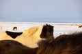 Beautiful Icelandic horses in a snowy meadow in Iceland on a beautiful sunrise. Royalty Free Stock Photo