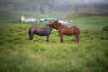 Beautiful Icelandic Horses in summer ,Iceland. Royalty Free Stock Photo