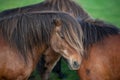 Icelandic Horses in summer ,Iceland. Royalty Free Stock Photo