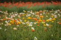 Beautiful icelandic poppy field in different colors Royalty Free Stock Photo