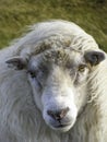 Beautiful Icelandic sheep in the wind Royalty Free Stock Photo