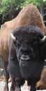 Beautiful Iconic American Buffalo With His Tongue Slightly Out Royalty Free Stock Photo