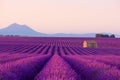 Beautiful iconic old small French rural house in blooming lavender fields