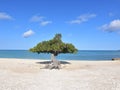 Beautiful Iconic Trees on the Beach in Sand in Aruba