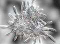 Beautiful Icy or Crystal Flower