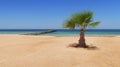 Idylic hotel beach with palm trees, Red Sea, Egypt Royalty Free Stock Photo