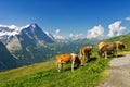 Beautiful idyllic alpine landscape with cows, Alps mountains and countryside in summer