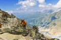 Beautiful idyllic alpine landscape with goats, Alps mountains and countryside in summer Royalty Free Stock Photo