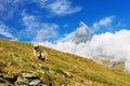 Beautiful idyllic alpine landscape with sheep and Matterhorn mountain, Alps mountains and countryside in summer, Zermatt