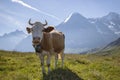 Beautiful idyllic alpine landscape with swisss cow, Alps mountains, Switzerland Royalty Free Stock Photo