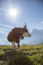 Beautiful idyllic alpine landscape with swisss cow, Alps mountains, Switzerland Royalty Free Stock Photo