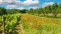 Beautiful idyllic calm mediterranean landscape, green meadow wild red corn poppy flowers, olive trees orchard, grapevines, blue Royalty Free Stock Photo