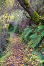 Beautiful and idyllic hiking trail in autumn at Troodos mountains in Cyprus