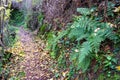 Beautiful and idyllic hiking trail in autumn at Troodos mountains in Cyprus