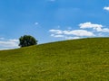 Beautiful idyllic summer landscape of Poland - green meadow full of dandelions