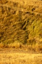 Beautiful idyllic summer landscape of Toscana, Italy with many mediterranean plants, dry field grasses.