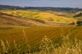 Beautiful idyllic summer landscape of Toscana, Italy with many mediterranean plants and field grasses. Royalty Free Stock Photo