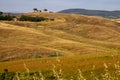 Beautiful idyllic summer landscape of Toscana, Italy with many mediterranean plants and field grasses. Royalty Free Stock Photo