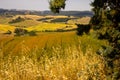 Beautiful idyllic summer landscape of Toscana, Italy with many mediterranean plants and field grasses. Royalty Free Stock Photo