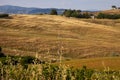 Beautiful idyllic summer landscape of Toscana, Italy with many mediterranean plants and field grasses. Royalty Free Stock Photo