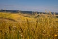 Beautiful idyllic summer landscape of Toscana, Italy with many mediterranean plants and field grasses. Royalty Free Stock Photo