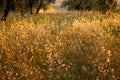 Beautiful idyllic summer landscape of Toscana, Italy with many mediterranean plants, olive trees and field grasses. Royalty Free Stock Photo