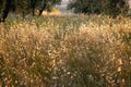 Beautiful idyllic summer landscape of Toscana, Italy with many mediterranean plants, olive trees and field grasses. Royalty Free Stock Photo