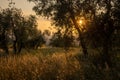 Beautiful idyllic summer landscape of Toscana, Italy with many mediterranean plants, olive trees and field grasses. Royalty Free Stock Photo