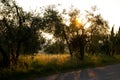 Beautiful idyllic summer landscape of Toscana, Italy with many mediterranean plants, olive trees and field grasses. Sunny evening Royalty Free Stock Photo