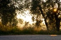 Beautiful idyllic summer landscape of Toscana, Italy with many mediterranean plants, olive trees and field grasses. Sunny evening Royalty Free Stock Photo