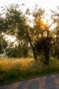 Beautiful idyllic summer landscape of Toscana, Italy with many mediterranean plants, olive trees and field grasses. Sunny evening Royalty Free Stock Photo