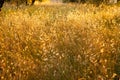 Beautiful idyllic summer landscape of Toscana, Italy with many mediterranean plants, olive trees and field grasses. Sunny evening Royalty Free Stock Photo