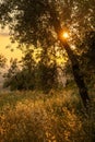 Beautiful idyllic summer landscape of Toscana, Italy with many mediterranean plants, olive trees and field grasses.