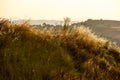 Beautiful idyllic summer landscape of Toscana, Italy with many mediterranean plants, olive trees and field grasses. Royalty Free Stock Photo