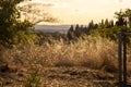 Beautiful idyllic summer landscape of Toscana, Italy with many mediterranean plants, olive trees and field grasses. Royalty Free Stock Photo