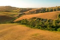 Beautiful idyllic summer landscape of Toscana with many mediterranean plants, hills, trees and fields. Sunny evening or morning