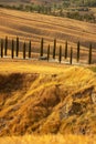 Beautiful idyllic sunny late summer landscape of Toscana with cypress trees and Mercedes car driving down the road.