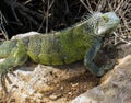 Iguana basking in the heat of the day disregarding the approaching human