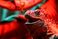 Beautiful iguana lizard Royalty Free Stock Photo