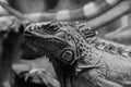 Beautiful iguana lizard Royalty Free Stock Photo