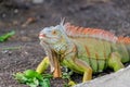 Beautiful Iguana lizard sitting on the ground at mini zoo in Miri town. Royalty Free Stock Photo