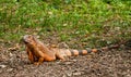 A beautiful iguana in the park Royalty Free Stock Photo