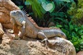 Iguana posing on the rock