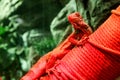 Beautiful iguana in red light sitting on a branch Royalty Free Stock Photo