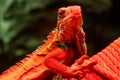 Beautiful iguana in red light sitting on a branch Royalty Free Stock Photo