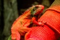 Beautiful iguana in red light sitting on a branch Royalty Free Stock Photo